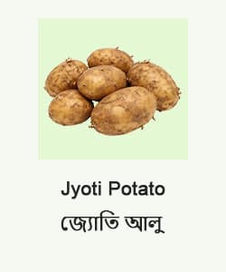 Jyoti Potato